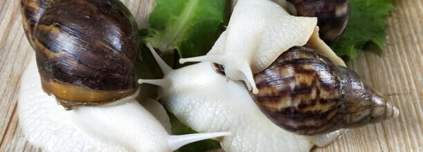 养白玉蜗牛的危险-白玉蜗牛能不能养