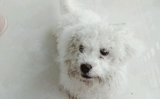 狗拉屎该如何处理，狗狗乱拉屎怎么教