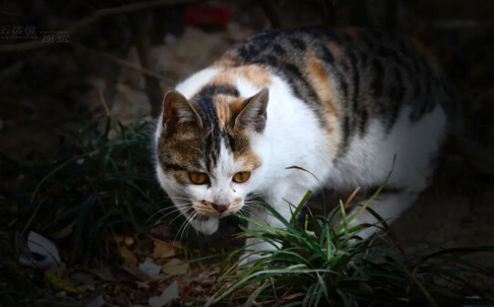 2个多月的野猫能变成家猫吗,2个多月的野猫会成家猫吗