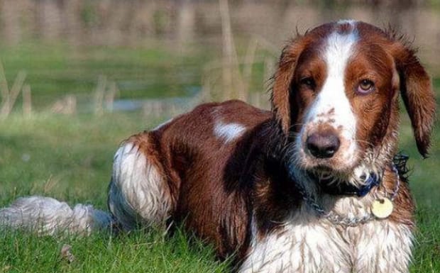 史宾格犬训练方法和技巧-史宾格犬怎么训练