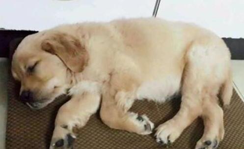 狗狗犬瘟有哪些症状,犬瘟热临床症状