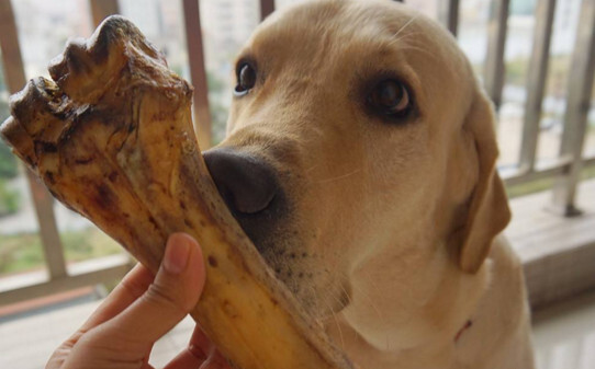 大拉布拉多训练方法,拉布拉多犬训练注意事项