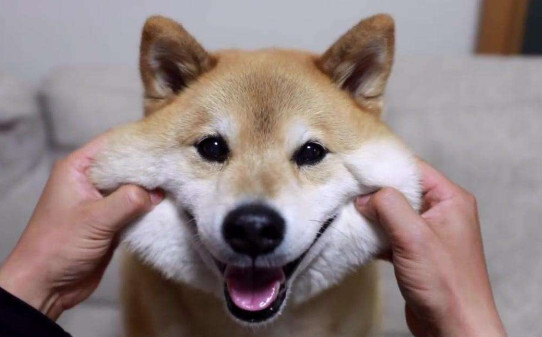 日本柴犬智商高吗-红色柴犬的智商排名与寿命