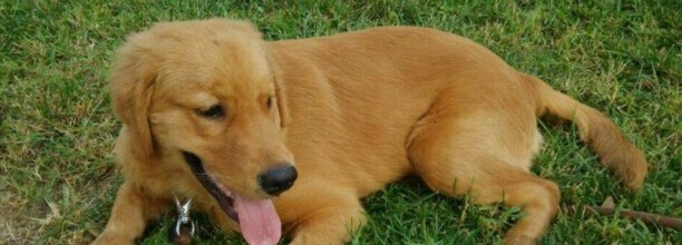 犬瘟20天了能熬过去吗-早中晚期狗瘟的治疗方法