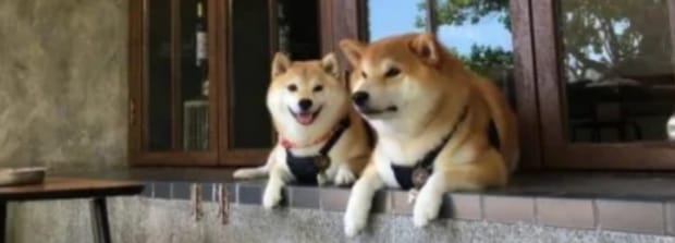 柴犬对人有攻击性吗,柴犬会咬人吗 柴犬对人有攻击性吗,柴犬会咬人吗