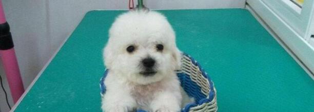比熊犬能长多大,比熊能长30厘米吗 比熊犬能长多大,比熊能长30厘米吗