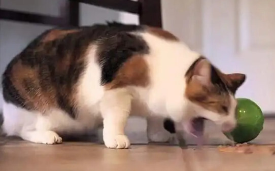 猫咪吐黄绿色粘稠物是咋回事-猫咪吐黄色粘稠物是怎么回事 猫咪吐黄绿色粘稠物是咋回事-猫咪吐黄色粘稠物是怎么回事