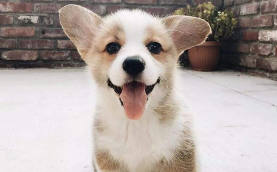 柯基犬如何训练定点排便-怎么训练柯基大小便