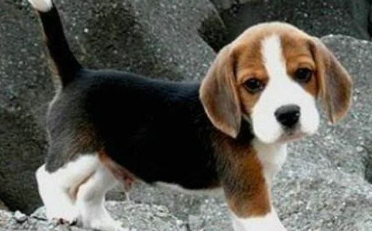 ​如何训练比格犬-比格犬怎么训练