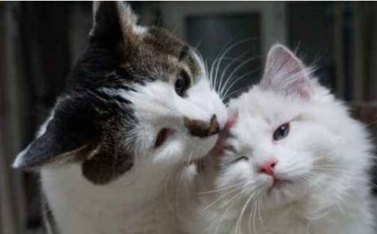 猫咪是独居动物能同时养两只吗-公猫母猫可以一起养吗
