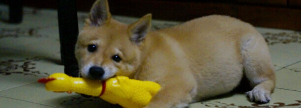 日本柴犬有什么优缺点-日本柴犬的优缺点