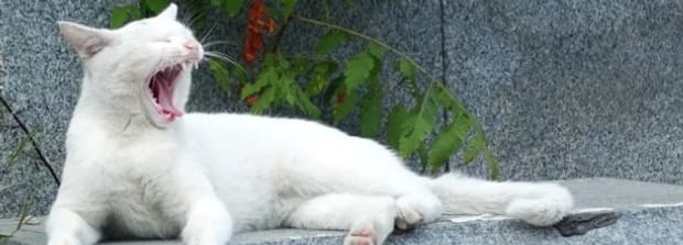 猫发出短促喷气的声音 猫发出短促喷气的声音