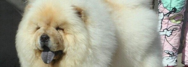 松狮犬怎么训练,训练松狮犬的四个办法