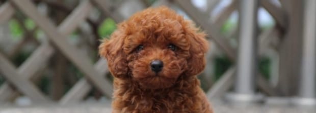为什么狗狗怀孕64天还不生啊,狗65天还不生正常吗 为什么狗狗怀孕64天还不生啊,狗65天还不生正常吗