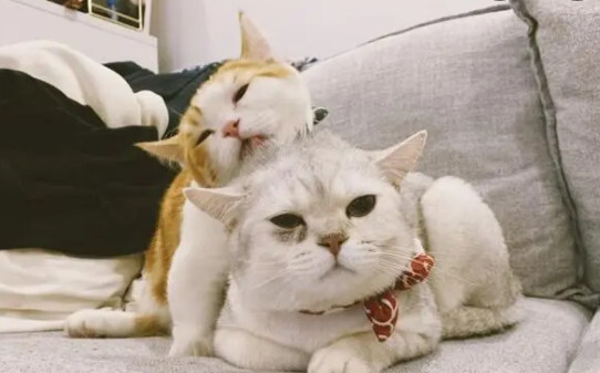 为什么猫咪喜欢睡我对面-猫咪喜欢在主人旁边睡觉说明什么
