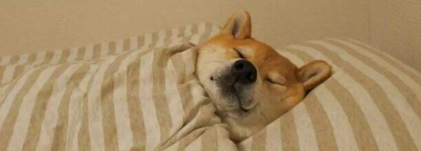 柴犬的叫声像狼叫是怎么回事,柴犬讨厌主人的表现