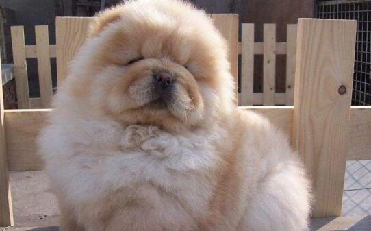 松狮凶不凶-松狮犬的训练方法