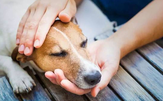 怎么给狗狗催吐-给犬催吐的注意事项