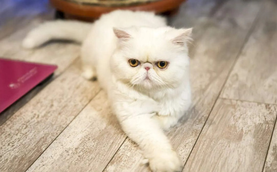 猫咪寂寞的表现有哪些-猫咪这6个表现说明它很孤独