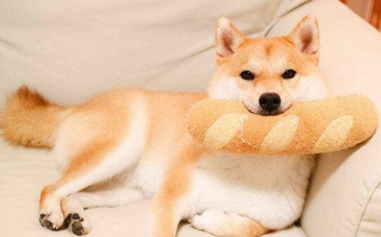 柴犬是第一聪明的狗吗,柴犬智商高吗