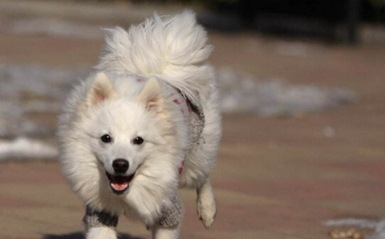 如何养银狐狗-银狐犬怎么训练