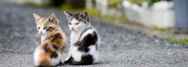 猫咪跑丢了会自己回家吗,小猫丢了自己能回来吗