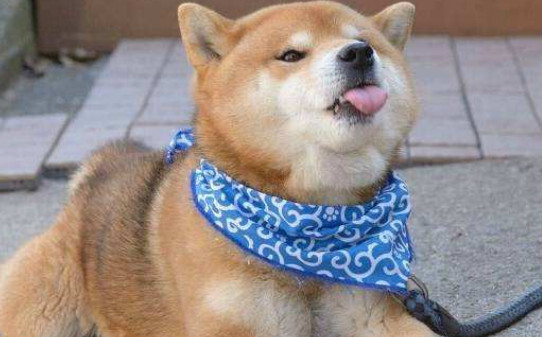 两个多月的柴犬能吃蛋黄吗,柴犬每天一个鸡蛋黄可不可以 两个多月的柴犬能吃蛋黄吗,柴犬每天一个鸡蛋黄可不可以