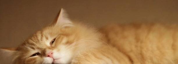 一个月换一次猫粮好吗,猫咪多久换一次猫粮