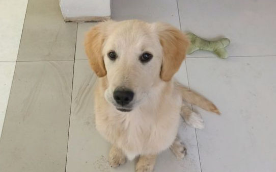 训练金毛的十大技巧,如何训练金毛犬