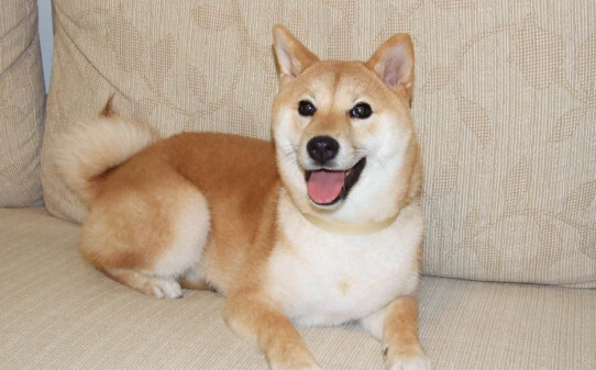 什么动物喜欢呲牙-柴犬为什么喜欢龇牙