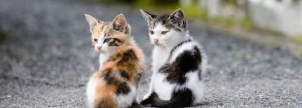 猫抓蟑螂吃蟑螂咋办-猫吃了蟑螂怎么办