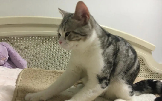 为什么我家的猫从来不会踩奶 为什么我家的猫从来不会踩奶