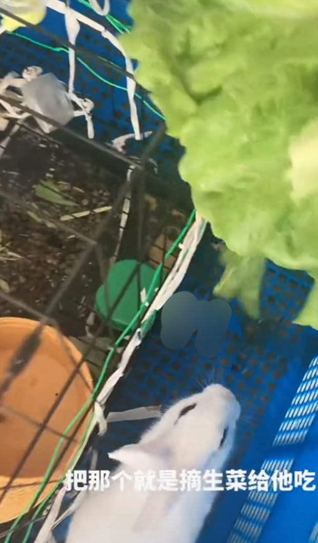 兔子拉屎如何处理,兔子乱拉屎尿怎么训练