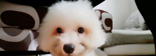 比熊幼犬如何训练定点大小便,怎么训练比熊幼犬