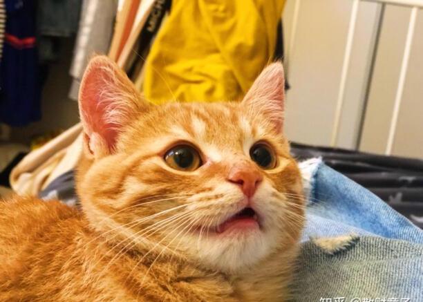 橘猫的外形特征简介(橘猫外形特征)