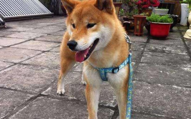 日本柴犬有什么优缺点-日本柴犬的优缺点