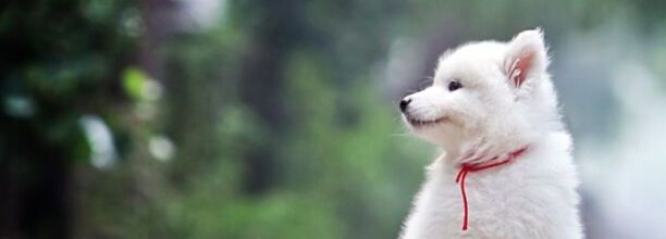 幼犬撕尿垫如何纠正,怎么纠正狗狗撕咬尿垫