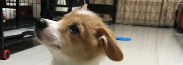 小狗打完疫苗多长时间可以洗澡,狗狗打完疫苗一周后可以洗澡 小狗打完疫苗多长时间可以洗澡,狗狗打完疫苗一周后可以洗澡