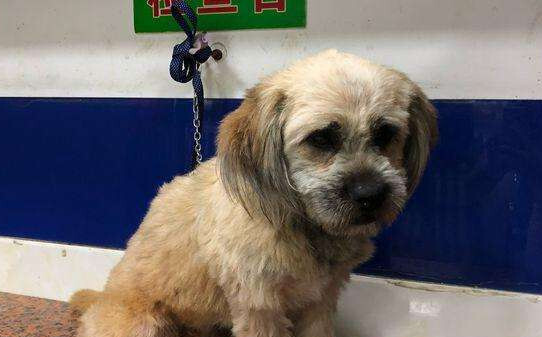 小狗犬瘟热怎么治疗,犬瘟热后期治疗方法