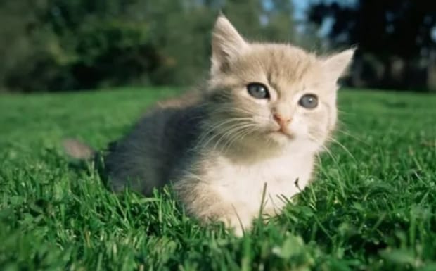 怎样辨别猫的公母,猫雌雄同体怎么回事