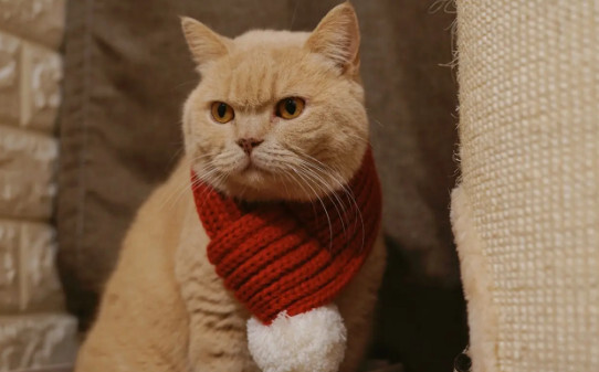 怎样知道猫咪有没有配种成功-猫咪配对成功几种表现