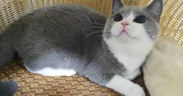 猫咪喜欢吃哪些食物,猫一般吃什么食物
