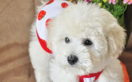 比熊犬怎么训练大小便 比熊犬怎么训练大小便