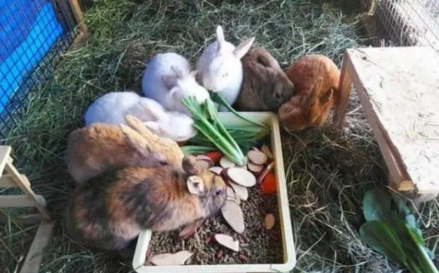 家庭如何养小兔子,兔子在家怎么养合适 家庭如何养小兔子,兔子在家怎么养合适
