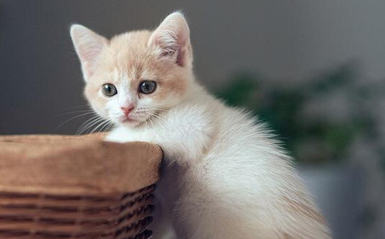 养猫能灭鼠么,宠物猫抓老鼠吗