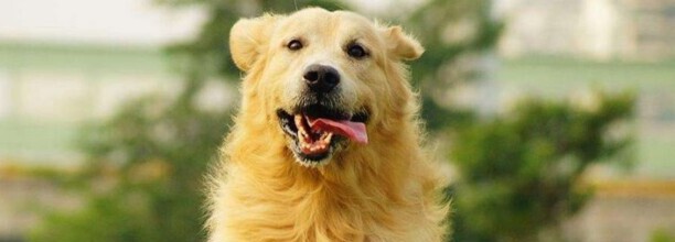 金毛犬训练方法,怎样训练金毛狗