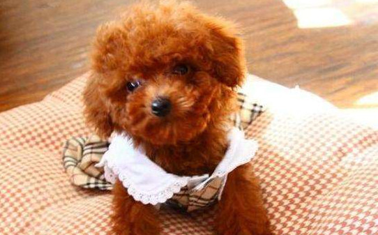 泰迪怎么训练大小便,泰迪犬大小便训练 泰迪怎么训练大小便,泰迪犬大小便训练