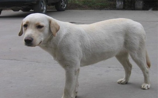如何训练拉布拉多犬不随地大小便-拉布拉多怎么训练