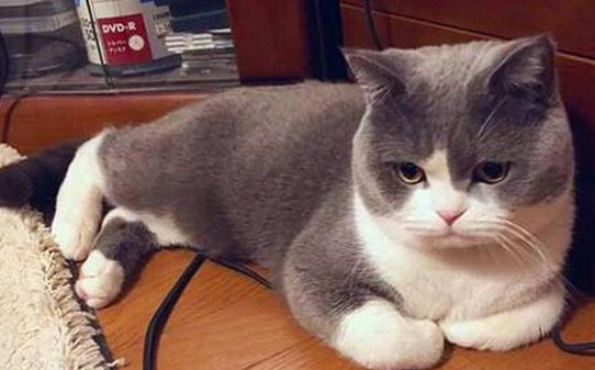 猫咪生气的表现有哪些,猫生气的表现