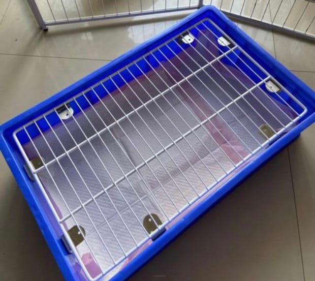 比熊犬怎么训练大小便 比熊犬怎么训练大小便